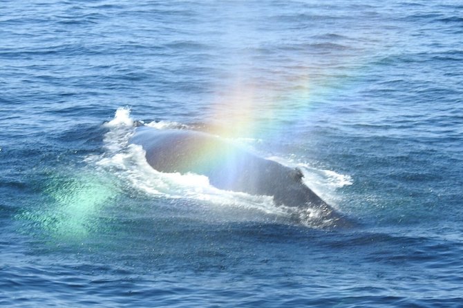 Whale Watching Tour in Gloucester - Dolphins, porpoises, and the wider cast