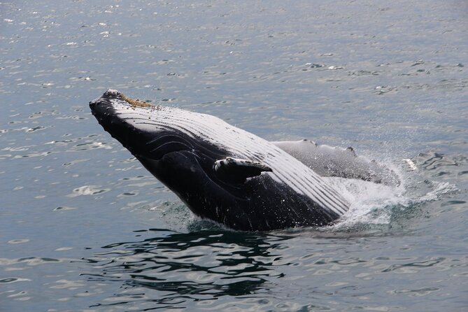 Whale Watching Tour in Gloucester - What four hours feels like on the water