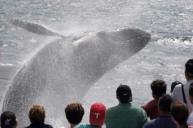 Whale Watching Tour in Gloucester - The fast run toward Stellwagen Bank