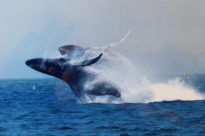 Whale Watching Tour - Three hours in the Monterey Bay Sanctuary