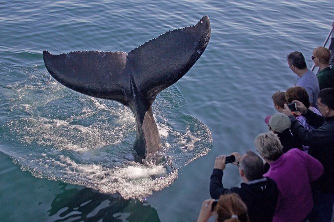 Whale Watching Trips to Stellwagen Bank Marine Sanctuary. Guaranteed sightings! - Key points before you book