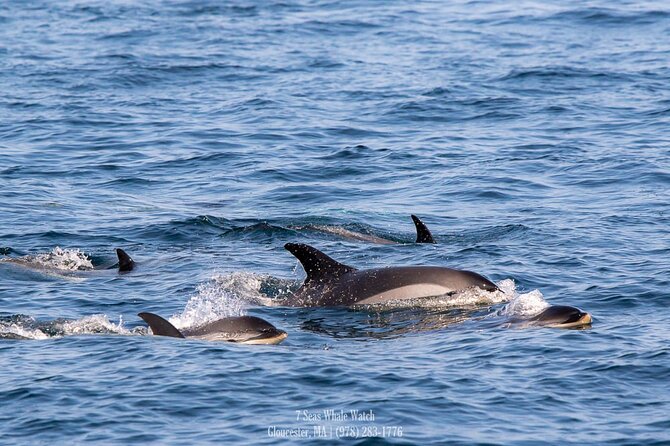 Whale Watching Trips to Stellwagen Bank Marine Sanctuary. Guaranteed sightings! - Leaving Gloucester for Stellwagen Bank