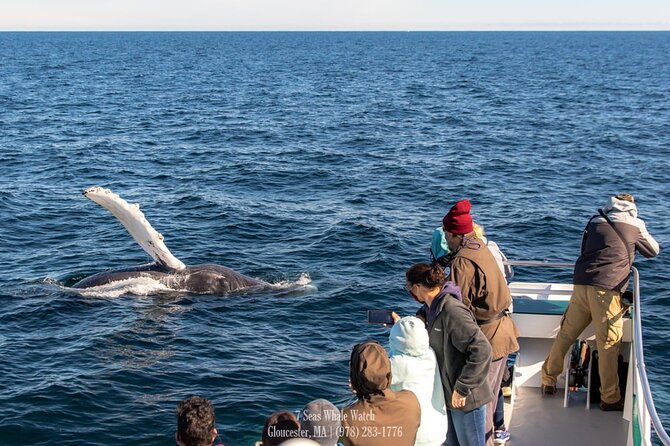 Whale Watching Trips to Stellwagen Bank Marine Sanctuary. Guaranteed sightings! - What you may see beyond humpbacks