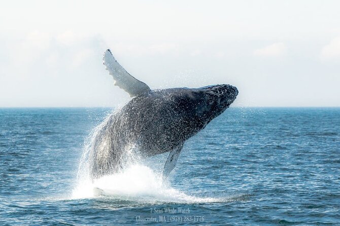 Whale Watching Trips to Stellwagen Bank Marine Sanctuary. Guaranteed sightings! - Is $45 a good value?