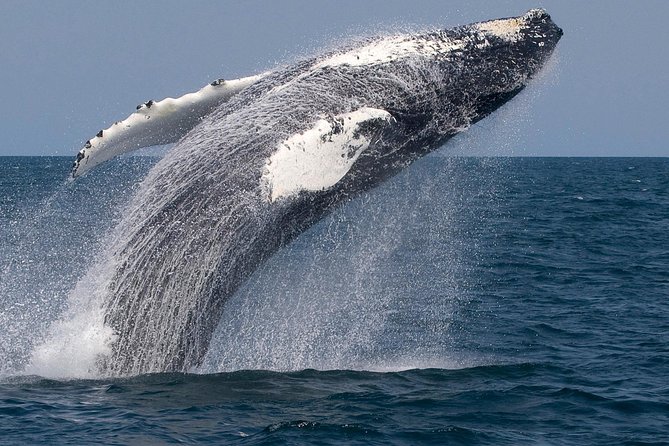 Whale Watching Trips to Stellwagen Bank Marine Sanctuary. Guaranteed sightings! - Booking timing and cancellation