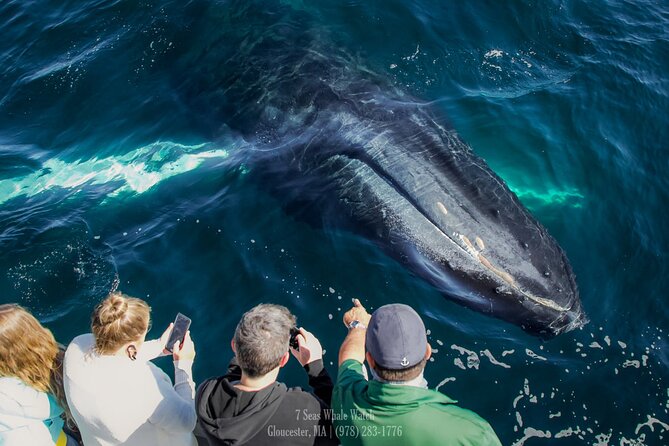 Whale Watching Trips to Stellwagen Bank Marine Sanctuary. Guaranteed sightings! - Searching the feeding grounds