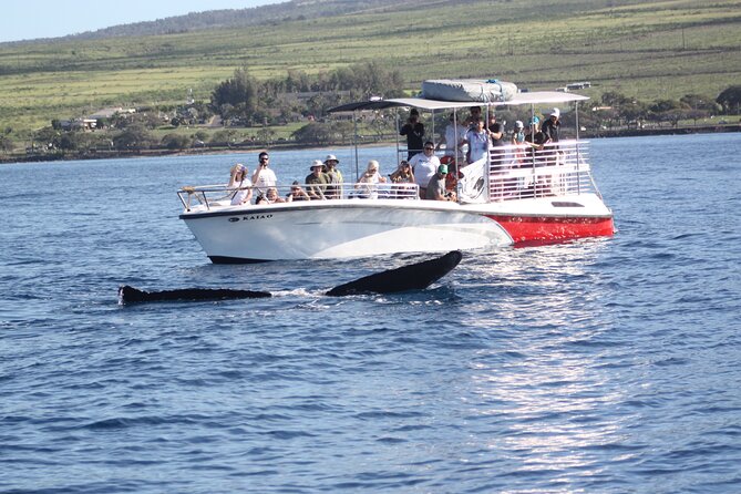 WHALES GUARANTEED Maui Whale Watching Makai Adventures - Why This Small Maui Boat Matters