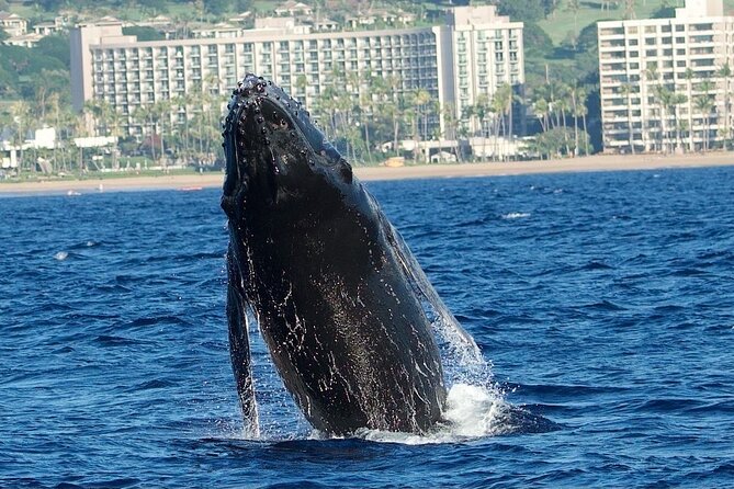 WHALES GUARANTEED Maui Whale Watching Makai Adventures - Respectful Whale Watching
