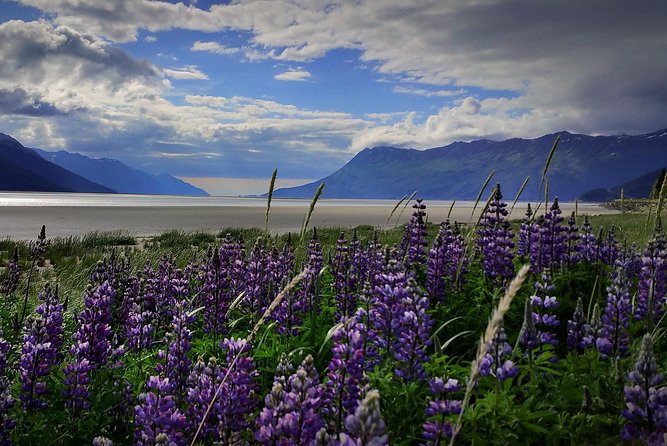 Wilderness, Wildlife, Glacier Experience from Anchorage - Key points to know before booking