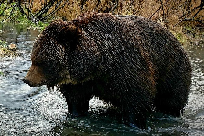 Wilderness, Wildlife, Glacier Experience from Anchorage - Why this Anchorage day tour works