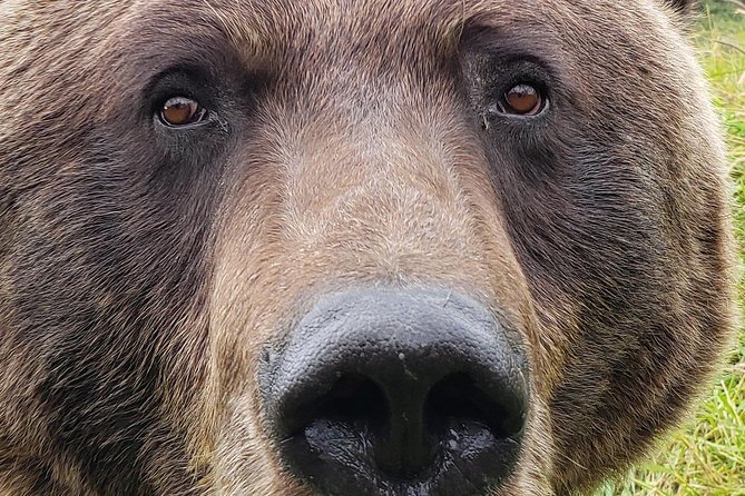 Wilderness, Wildlife, Glacier Experience from Anchorage - Beluga Point and Bird Point photo stops