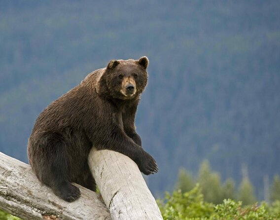 Wildlife and Glaciers with a walk in the Rainforest - Key points to know before you book