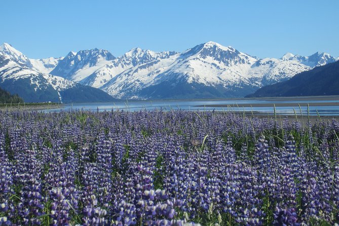 Wildlife and Glaciers with a walk in the Rainforest - Leaving Anchorage for Turnagain Arm