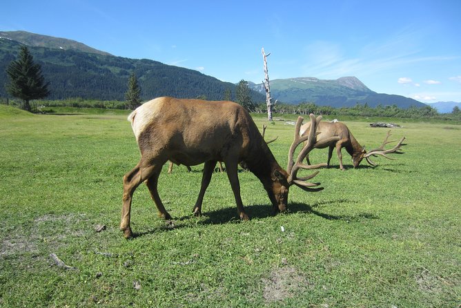 Wildlife and Glaciers with a walk in the Rainforest - Why winter needs a separate warning
