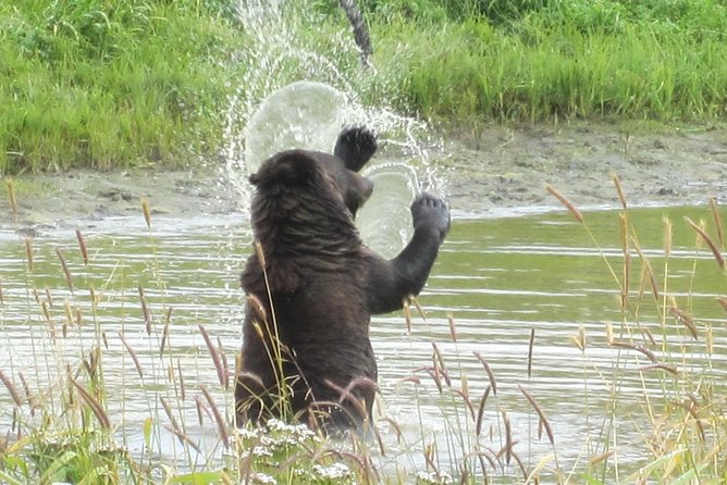 Wildlife and Glaciers with a walk in the Rainforest - The guides can make the ride memorable
