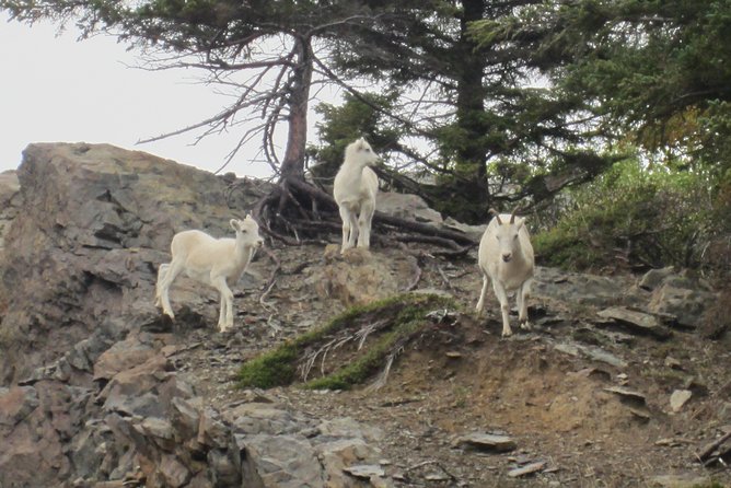 Wildlife and Glaciers with a walk in the Rainforest - Who should book this Anchorage tour?