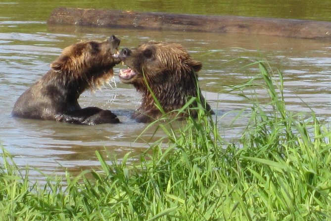 Wildlife and Glaciers with a walk in the Rainforest - Meeting bears, bison, and musk ox at the conservation center