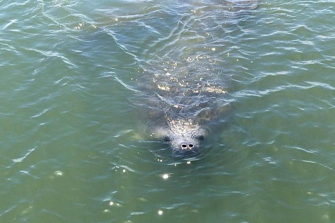 Wildlife Tour of Indian River Lagoon with Experienced Captain - Looking for dolphins in the boat’s wake