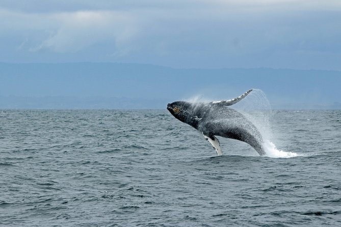 Wildlife Viewing, Sightseeing and Whale Watching Quest - Why this Ketchikan boat trip is worth considering