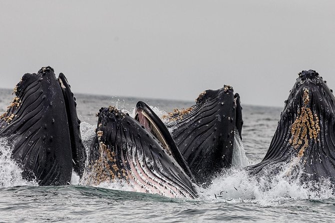 Wildlife Viewing, Sightseeing and Whale Watching Quest - Leaving Thomas Basin for the Tongass Narrows