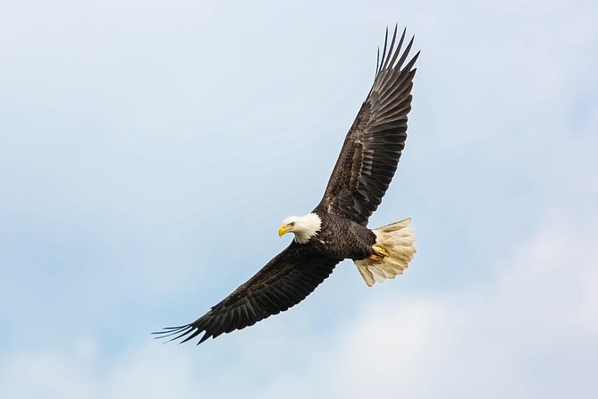 Wildlife Viewing, Sightseeing and Whale Watching Quest - Metlakatla Island and the bald eagle nest