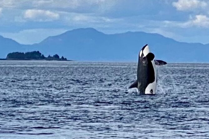 Wildlife Viewing, Sightseeing and Whale Watching Quest - Comfort on a cold, wet afternoon