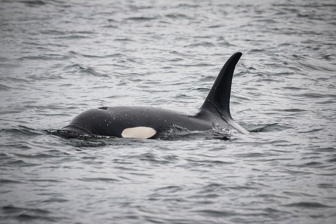Wildlife Viewing, Sightseeing and Whale Watching Quest - Meeting at Front Street and reaching the boat