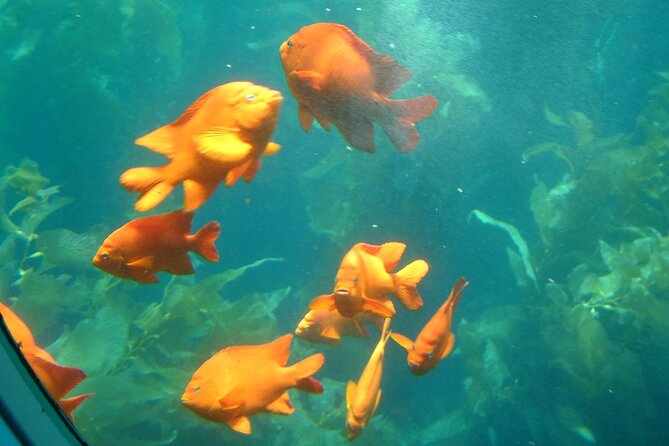 Yellow Semi-Submarine Tour of Catalina Island From Avalon - Who will enjoy the SS Nautilus most?