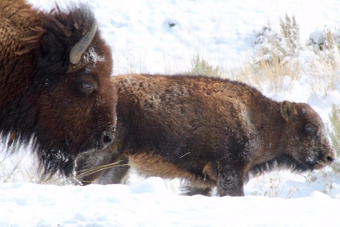 Yellowstone Lower Loop Full-Day Tour - The Lower Falls and Grand Canyon of the Yellowstone