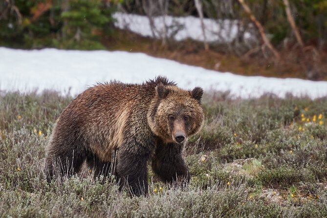 Yellowstone Lower Loop Full-Day Tour - Grand Prismatic Spring, with two walking options
