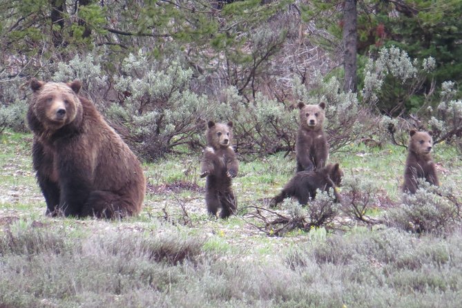 Yellowstone National Park - Full-Day Lower Loop Tour from Jackson - Key points at a glance