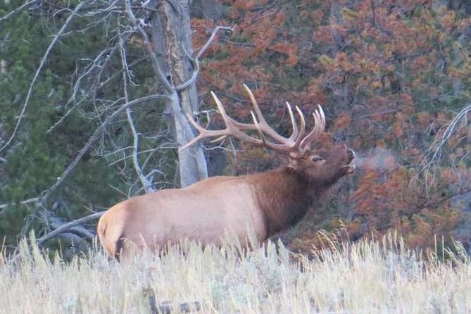Yellowstone National Park - Full-Day Lower Loop Tour from Jackson - Why this tour makes sense from Jackson