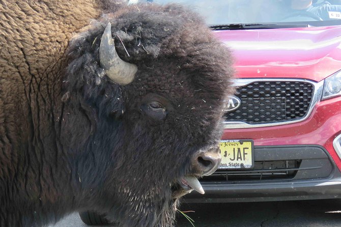 Yellowstone National Park - Full-Day Lower Loop Tour from Jackson - Hayden Valley and the search for wildlife