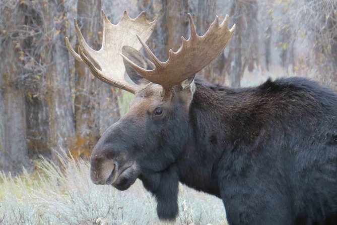 Yellowstone National Park - Full-Day Lower Loop Tour from Jackson - Yellowstone Lake and the high-country setting