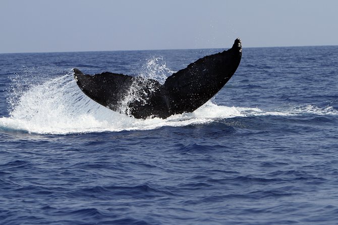 Zodiac Raft Whale Watching Adventure - What the three-hour Kona outing feels like
