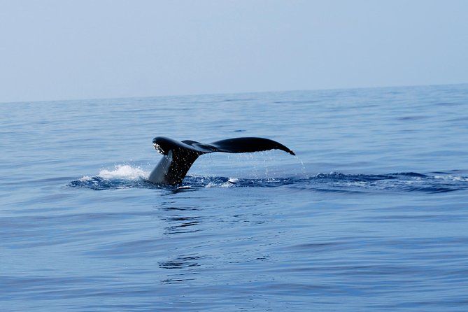 Zodiac Raft Whale Watching Adventure - Finding humpbacks in winter