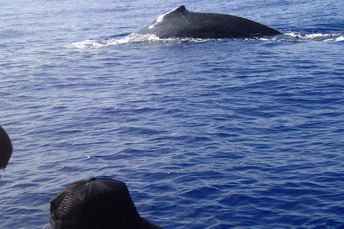 Zodiac Raft Whale Watching Adventure - The ride: exciting, quick, and not soft