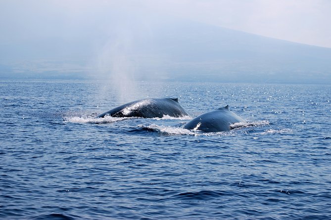 Zodiac Raft Whale Watching Adventure - Captains who make the difference