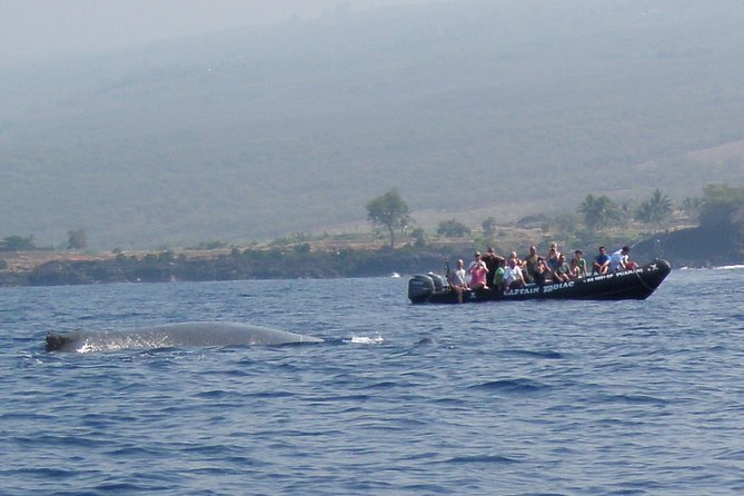 Zodiac Raft Whale Watching Adventure - Snacks, drinks, and the practical value