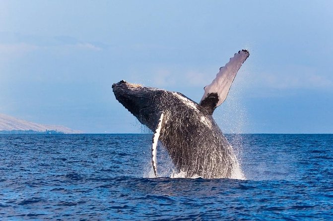 Zodiac Raft Whale Watching Adventure - Setting out along the volcanic Kona coast