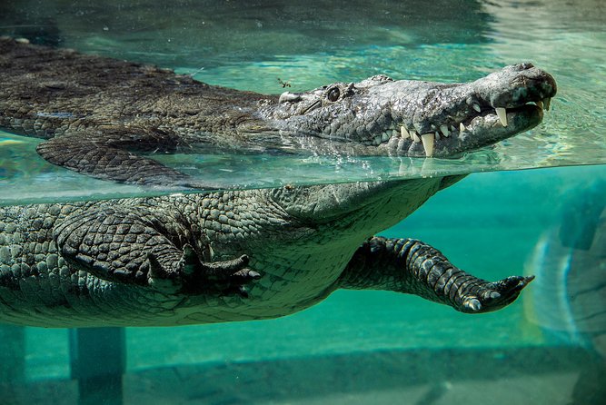 Zoo Miami Ticket with Optional Upgrade - Walking, rentals, and keeping children comfortable